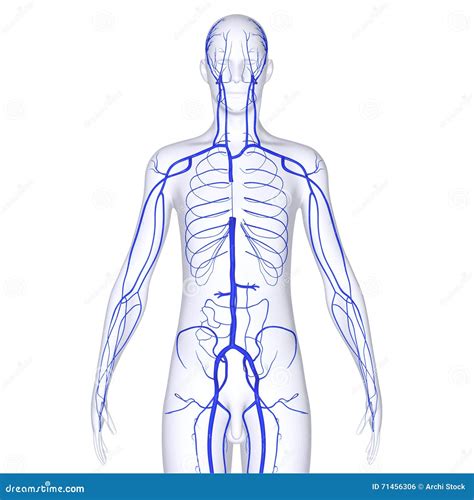 Body Veins Stock Illustration Illustration Of Kidney 71456306