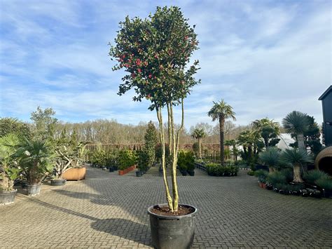 Camelia Japonica Meerstammig Palmexpert Nl