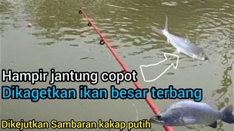 Didepan Mata Ikan Besar Terbang Dan Menyambar Umpan Pancing Mancing