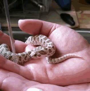 Adorable Snake Pics That Will Help You Conquer Your Fear Baby