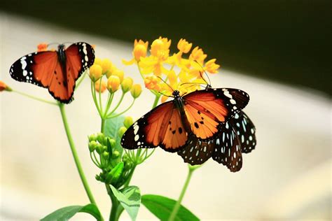 Monarch Butterflies Smithsonian Photo Contest Smithsonian Magazine