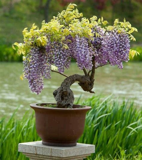 25 How To Grow Wisteria In A Pot Https Wonderfulbackyard 2018 11