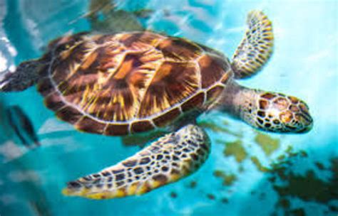 Sea Turtles 101 National Geographic Elink