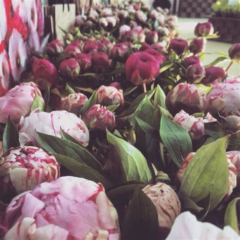 Пиончики. ) | Plants, Garden
