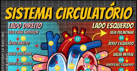 Sistema Circulatório Fluxo Sanguíneo Cardíaco Sistema Circulatório Sistema Cardiovascular