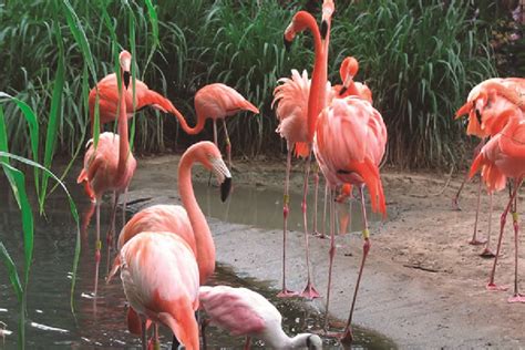 Zoológico De Barranquilla Costa Linda