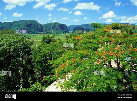 Valle De Vinales Beautiful Landscape In Western Cuba Pinar Del Rio