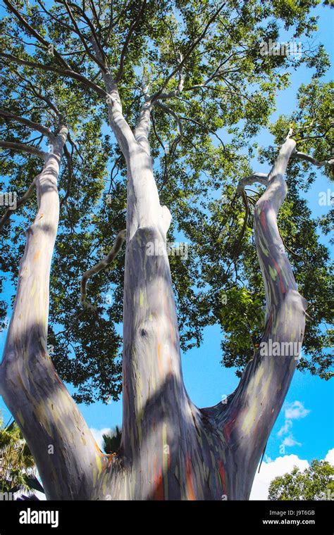 Eucalyptus Deglupta Hi Res Stock Photography And Images Alamy