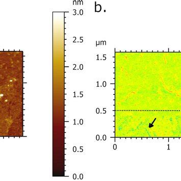 AFM IR Imaging Of DNA Network Deposited Onto Spermidine Functionalized