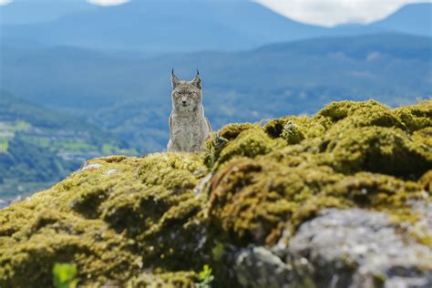 Environmental DNA: Biodiversity data (like love) is in the air