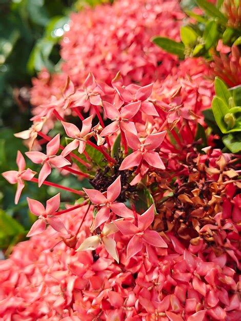 Premium Photo Beautiful Clusters Of Red Ixora Coccinea Flower