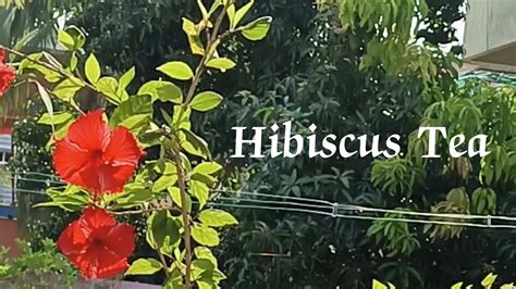 How To Make Hibiscus Tea Sembaruthi YouTube