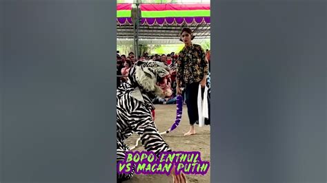 Bopo Enthul Vs Macan Putih Garuda Wisnu Satria Muda Youtube