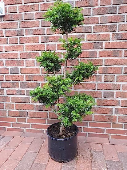 Eibe Taxus Media Hillii Gartenbonsai H He Cm D Nger