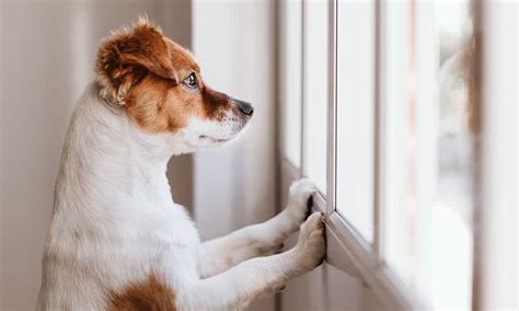 Perros Durante La Cuarentena La Falta De Paseos Puede Repercutir En Su