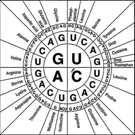 Reading A Codon Chart Worksheet