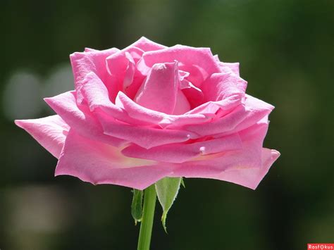 Розовая роза.. | Beautiful pink roses, Rose, Wallpaper