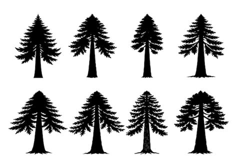 Towering Redwood Tree Collection Premium AI Generated Vector