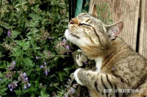 猫薄荷是什么对猫有什么影响 知乎