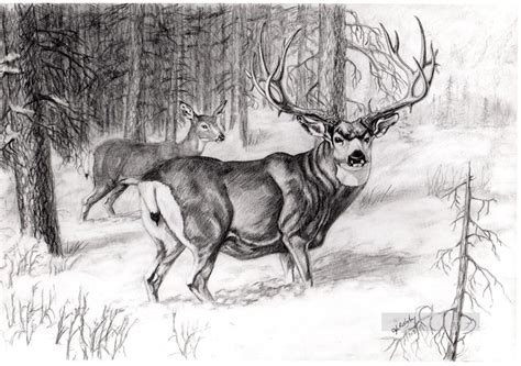 Deer Pencil Drawings at PaintingValley.com | Explore collection of Deer ...