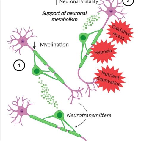 Evs In Astroglia Neuron Communication A Evs From Astrocytes Can Be