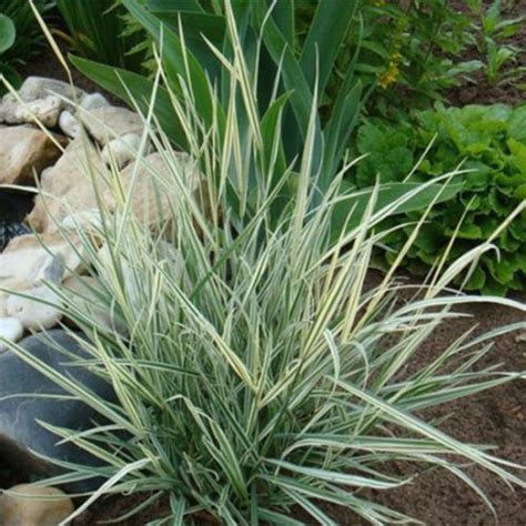 Купить райграс бульбоносный Variegata С2-3 в садовом центре
