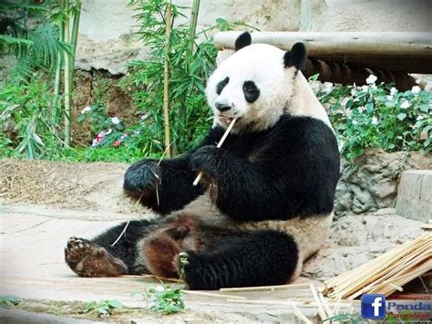 A Panda Bear Sitting On The Ground Eating Bamboo