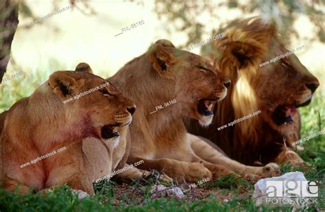 Male And Female Lion Panthera Leo Resting In Forest Stock Photo