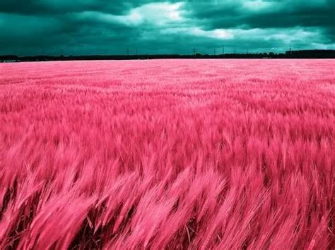 Pink Grass Pink Photography Pink Love