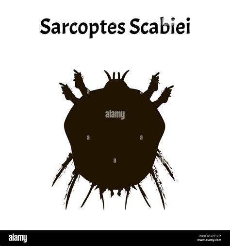 Sarcoptes Scabiei Scabies Sexually Transmitted Disease Infographics