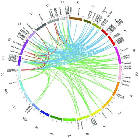 Pdf Genome Wide Identification Phylogenetic And Expression Pattern