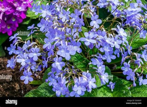 Streptocarpus Falling Stars A Spring Summer Flowering Plant With A Blue Summertime Flower