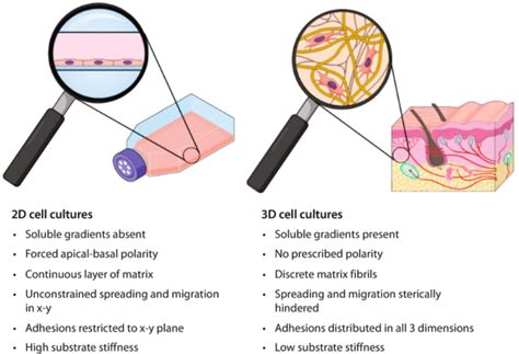 Perfect D Spheroids With Biolfoat Facellitate