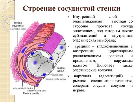Ангиология ( учение о сосудах) - презентация онлайн