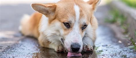 Giardien Was Sie darüber wissen sollten Tierarztpraxis Bärenwiese