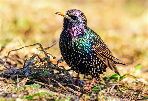 Starlings Are A Prime Example Of Rapid Evolution