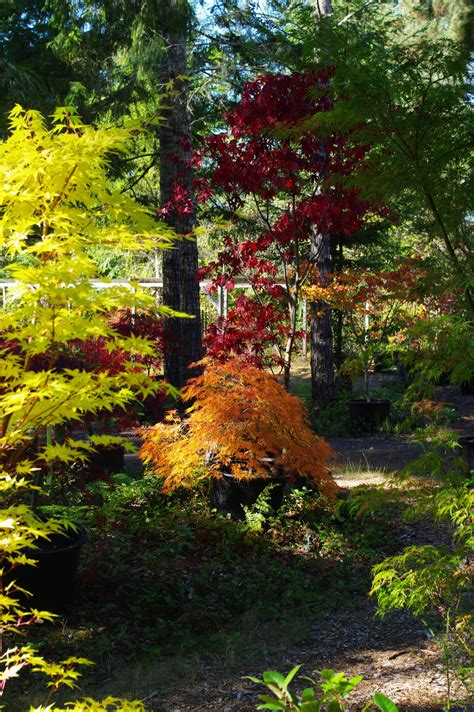 New To Maples? - Mendocino Maples Nursery