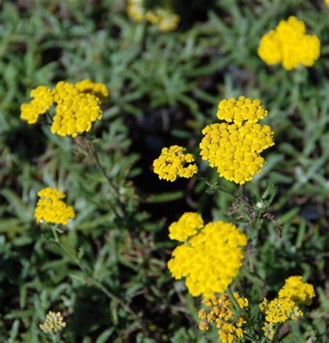 Achillea Tomentosa Gelbe Schafgarbe Gartenpflanzen Daepp