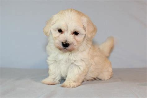 Maltipoo Breeders Dachshund Puppy Breeders Missouri Breeders