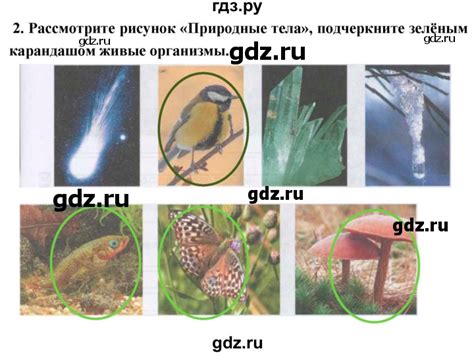 ГДЗ упражнение 2 биология 5 класс рабочая тетрадь Сонин