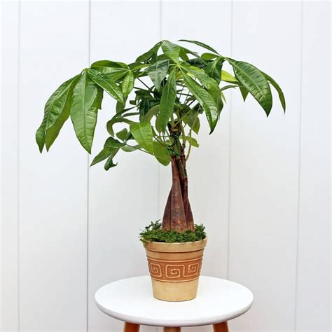 Money Tree, Pachira Aquatica, Good Luck tree, LIVE plant in 4" plastic ...