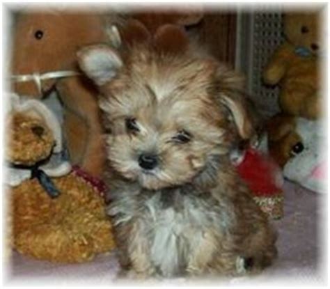 Maltipoo Dog Breeders