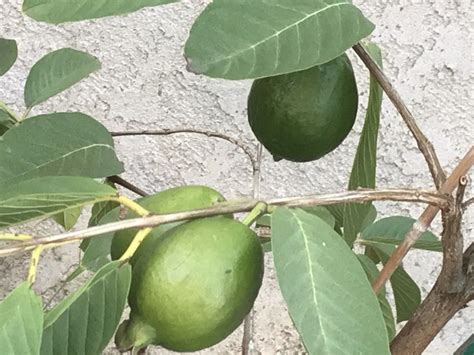 Plants Rare Vietnamese White Fruit Guava Tree For Sale In Murrieta Ca