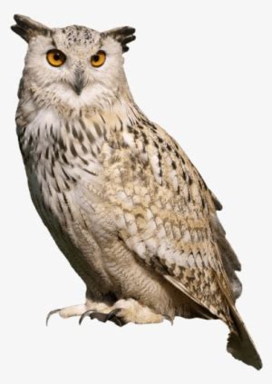 Eurasian Eagle-Owl - Majestic Nocturnal Predator | Wildlife Guide