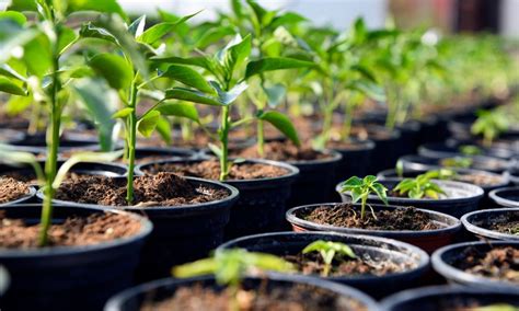 How To Keep Your Greenhouse Cool