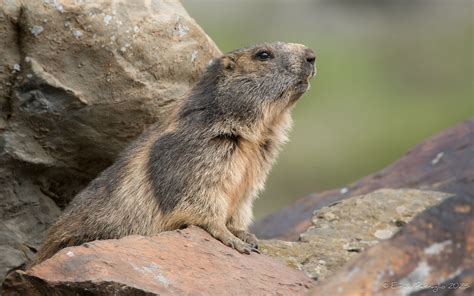 Marmotte Marmotte Alpenmurmeltier Marmotta Alpine M Flickr