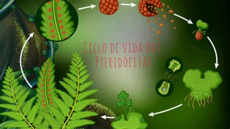 Ciclo De Vida Das PteridÓfitas Plantas Vasculares Sem Semente Youtube