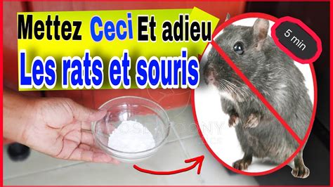 COMMENT DEBARRASSER LES RATS ET LES SOURIS DE VOTRE MAISON Facilement