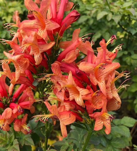 Cape Town Coral Tecomaria Sunset Plant Collection