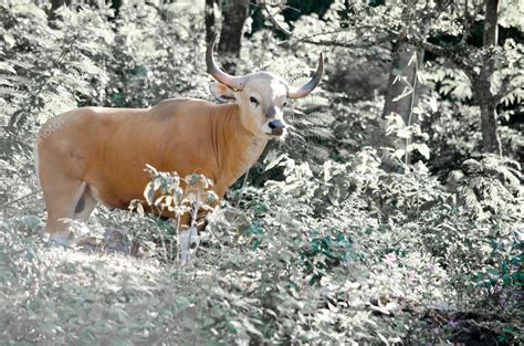 Banteng Estaba En La Lista Roja De Especies Amenazadas En Especies